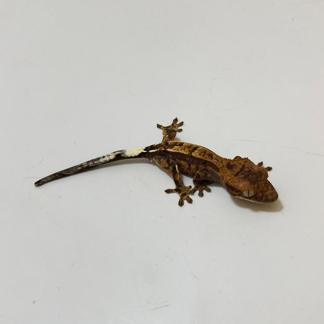 카푸치노