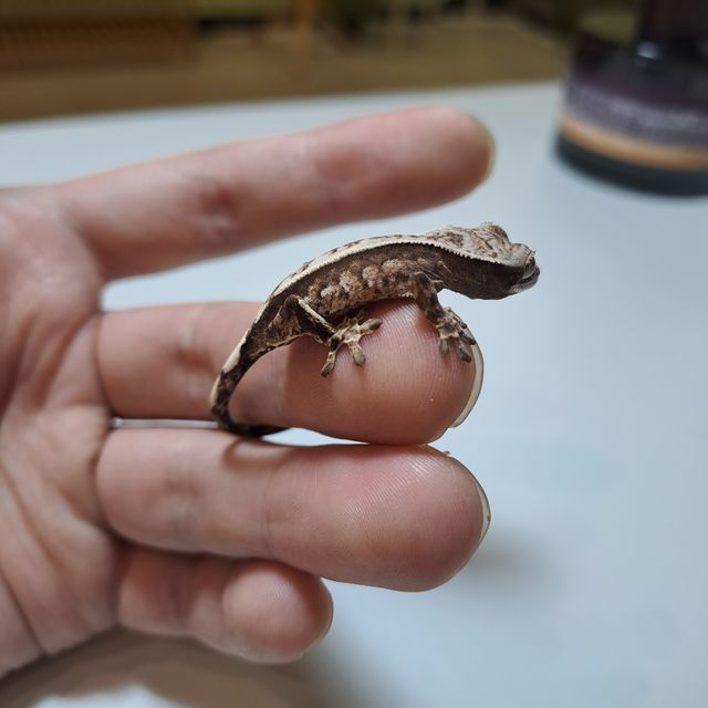 카푸치노