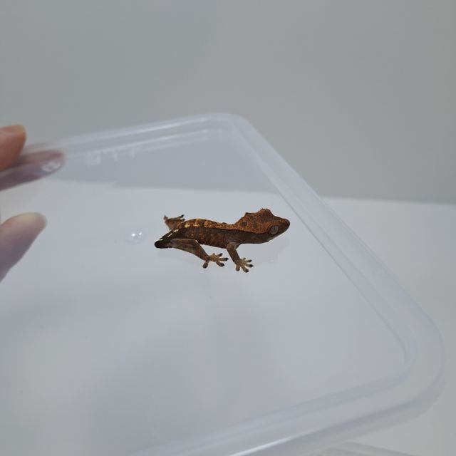카푸치노