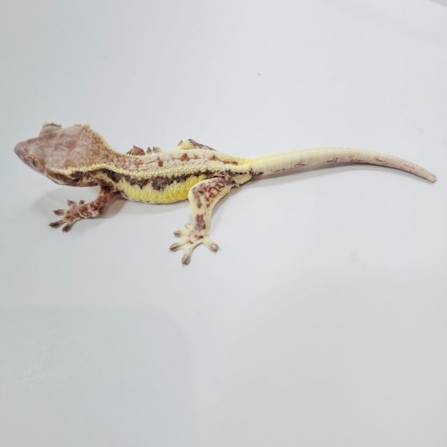 프라푸치노