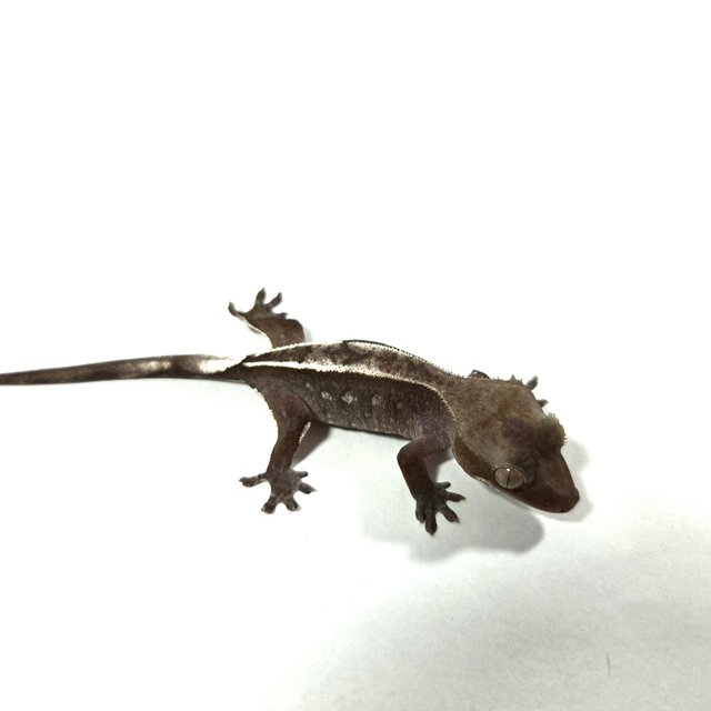 아잔틱