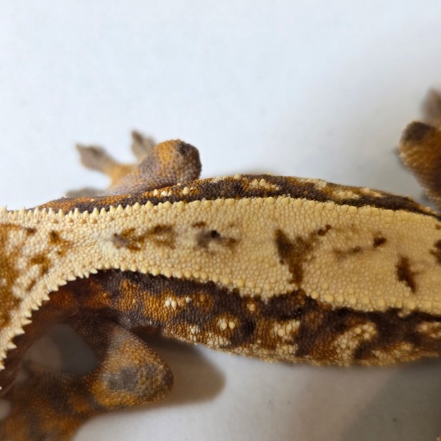 100%헷아잔틱 세이블