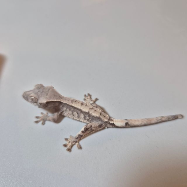 세이블