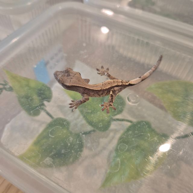 세이블