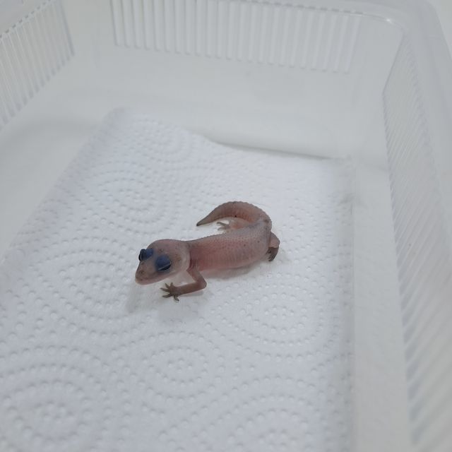 오레오 패턴리스