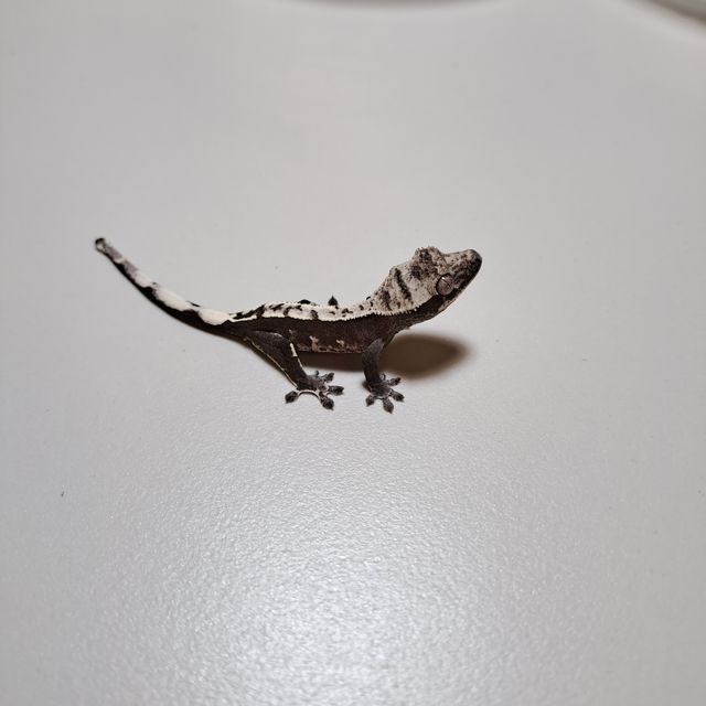 아잔틱