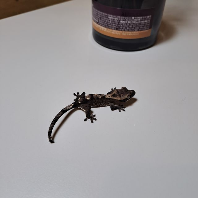 아잔틱