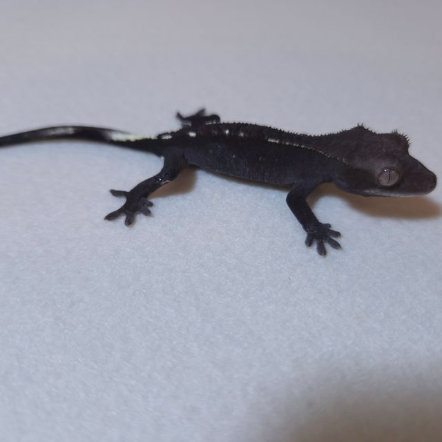 아잔틱