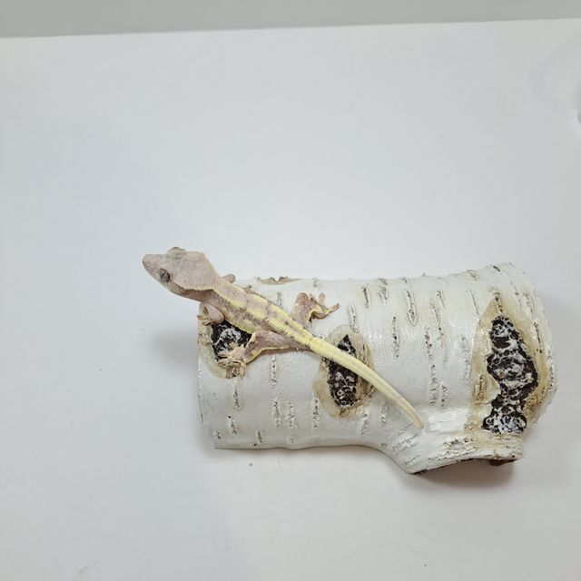 프라푸치노 레드