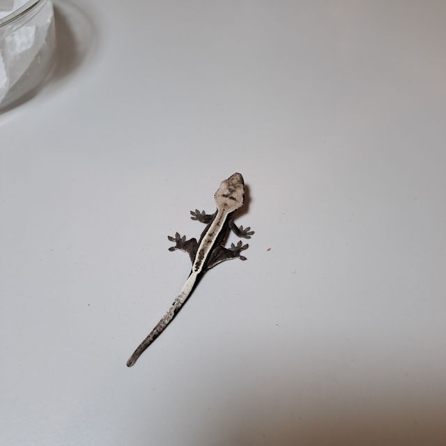 아잔틱
