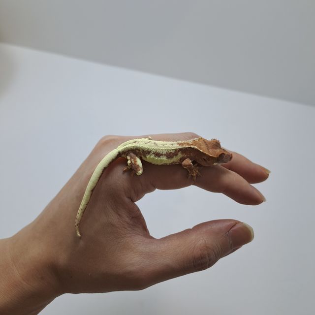 프라푸치노