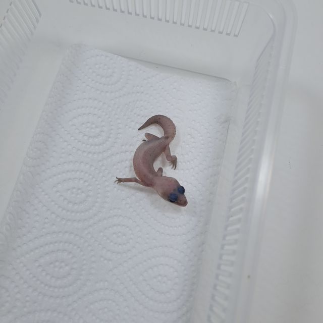 오레오 패턴리스
