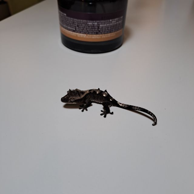 아잔틱
