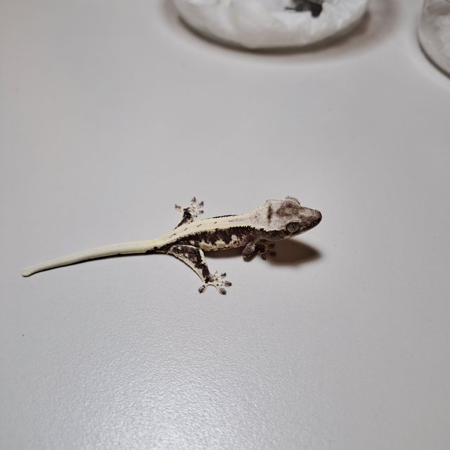 릴잔틱