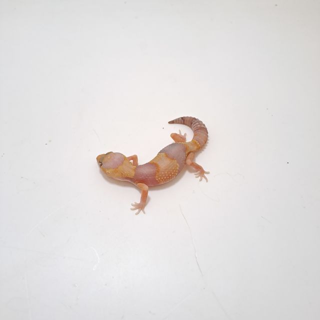 아멜라니스틱
