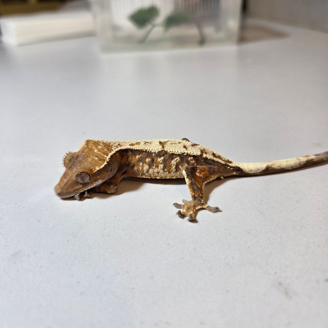 100%헷아잔틱 세이블