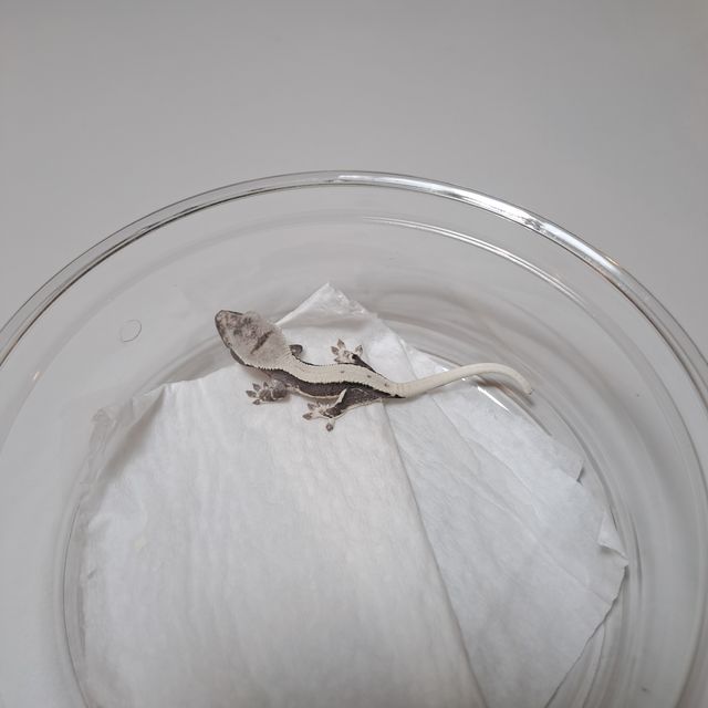 릴잔틱