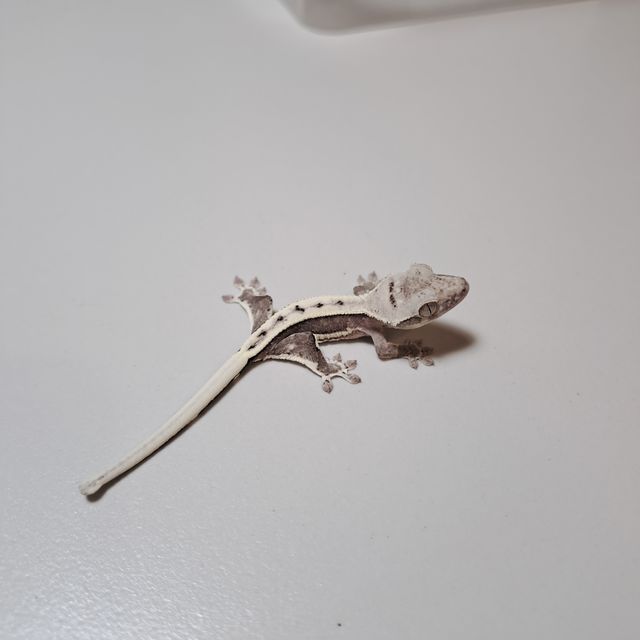 릴잔틱