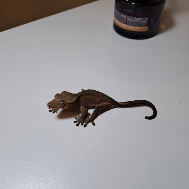 챠콜