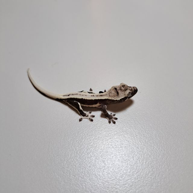 릴잔틱