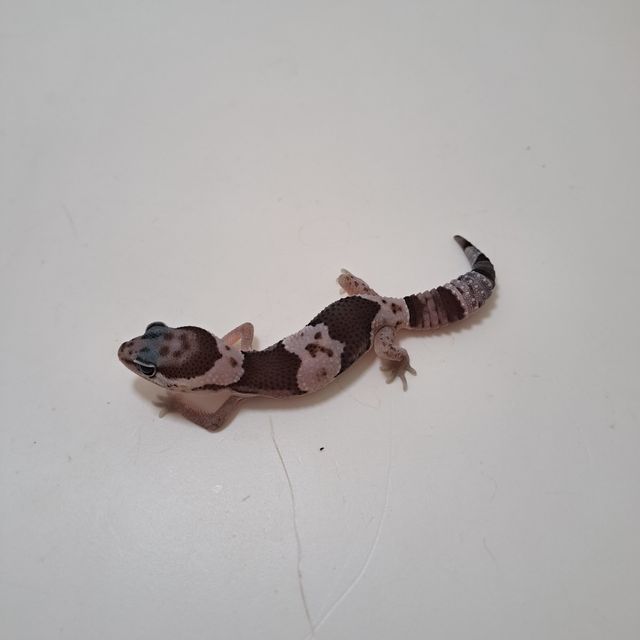 스팅어 오레오
