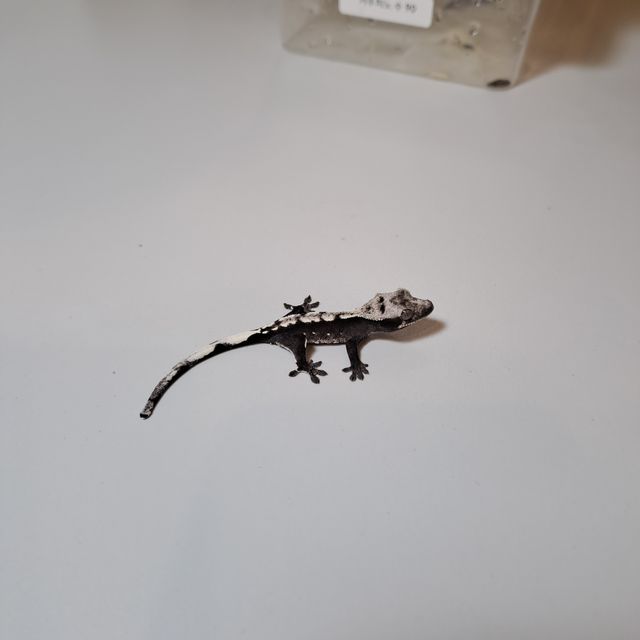 아잔틱
