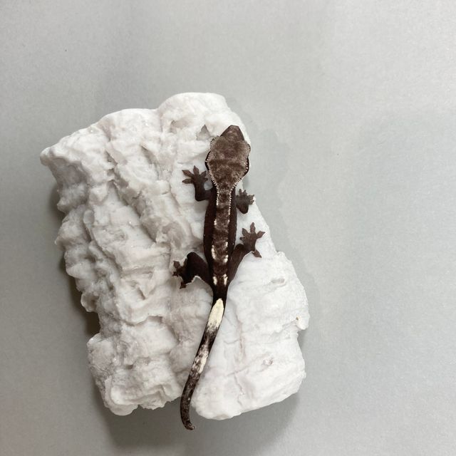 아잔틱