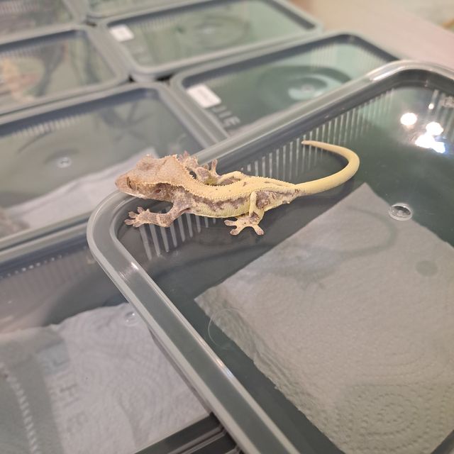 프라푸치노