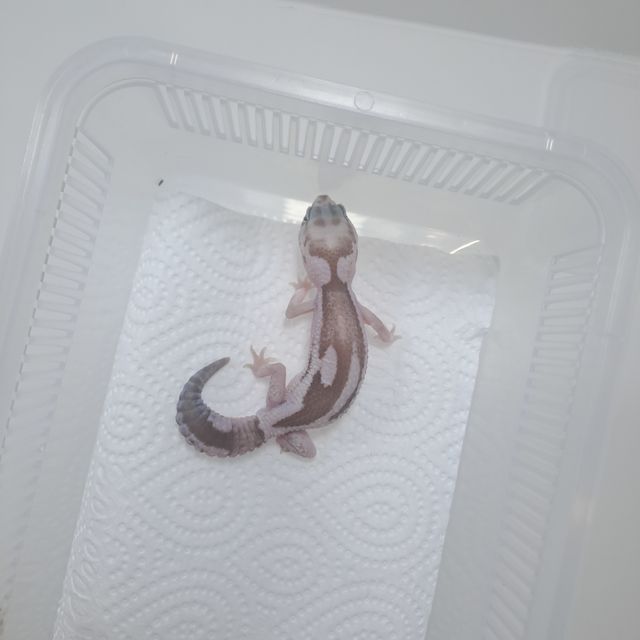 오레오 줄루