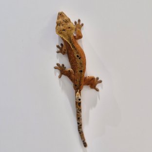 달마시안 슈퍼달마시안