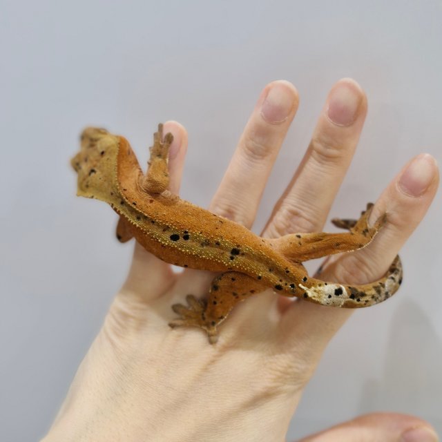 달마시안 슈퍼달마시안