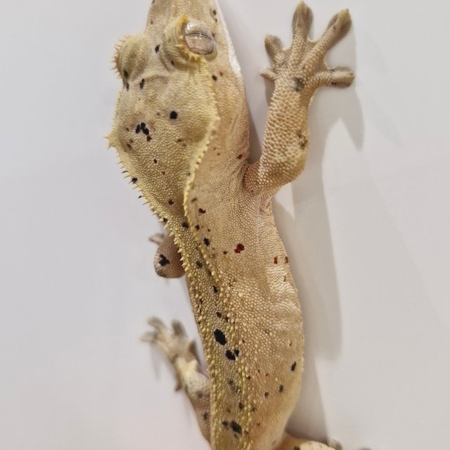 달마시안 슈퍼달마시안