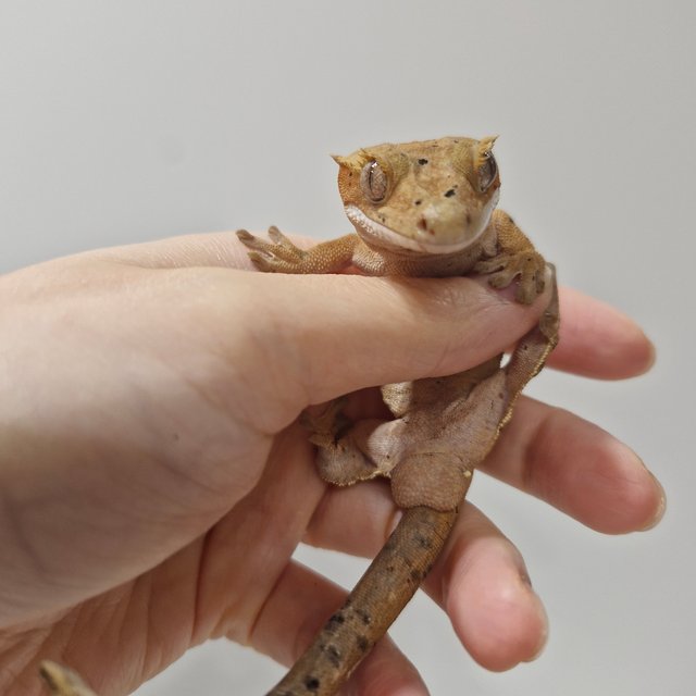 달마시안 슈퍼달마시안