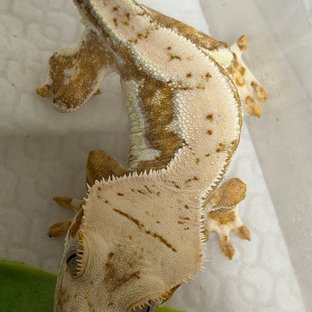 릴리화이트 크림시클