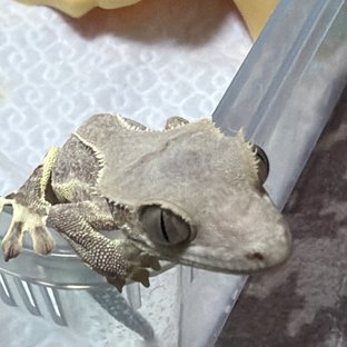 릴리화이트 팬텀