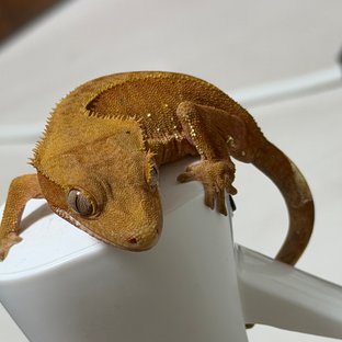 레드 바이 화이트포트홀 달마시안