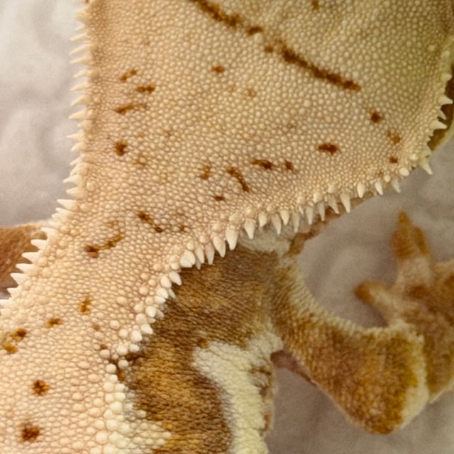 릴리화이트 크림시클