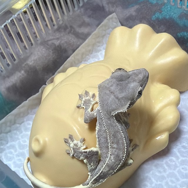 릴리화이트 팬텀