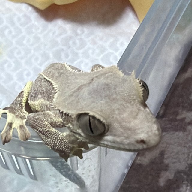 릴리화이트 팬텀