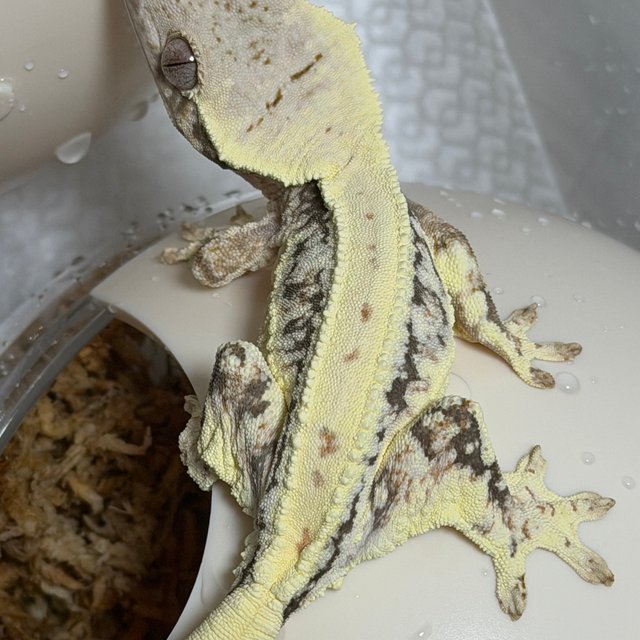 풀핀 릴리화이트