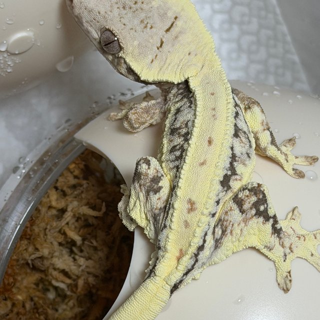 풀핀 릴리화이트