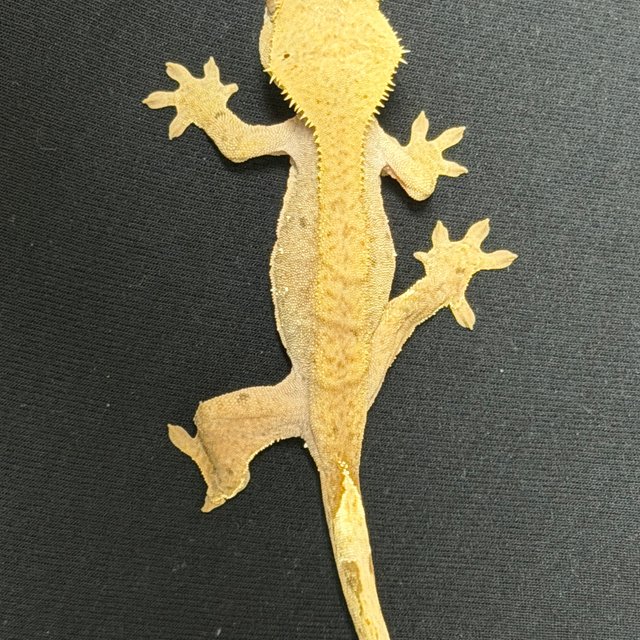 레드 바이 화이트포트홀 달마시안