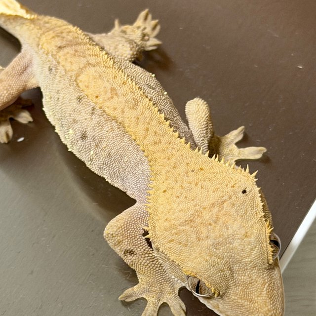 레드 바이 화이트포트홀 달마시안