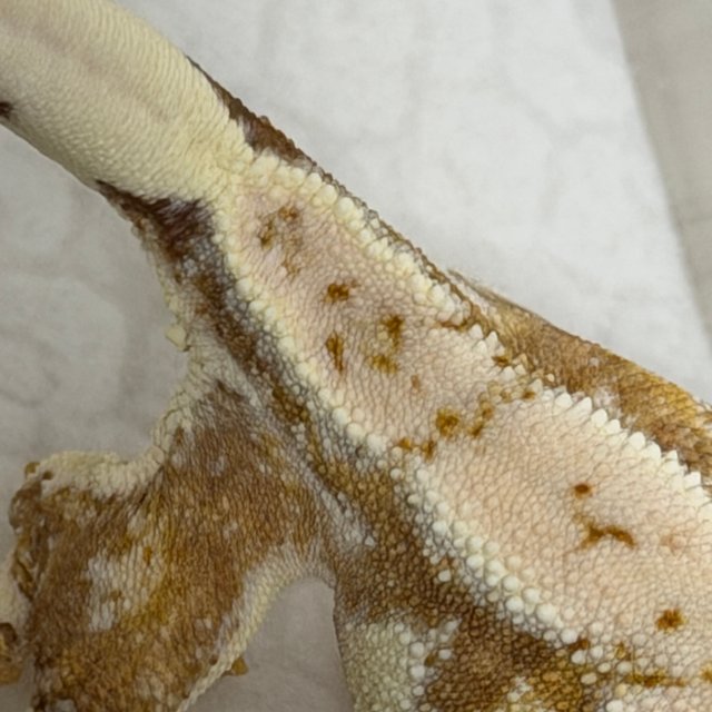 릴리화이트 크림시클