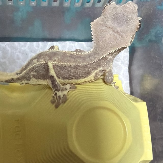 릴리화이트 팬텀