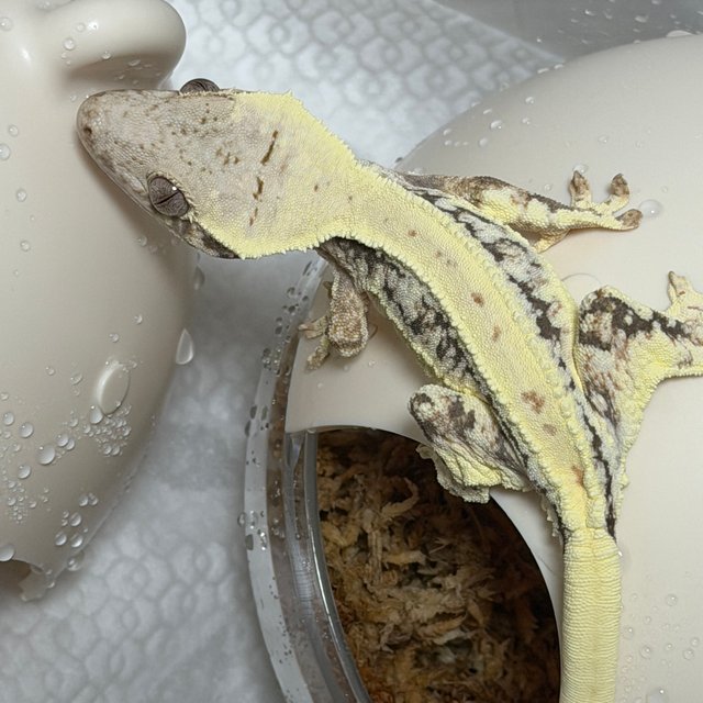 풀핀 릴리화이트