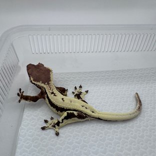 릴리 세이블