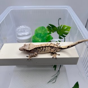 트라이 화이트스팟