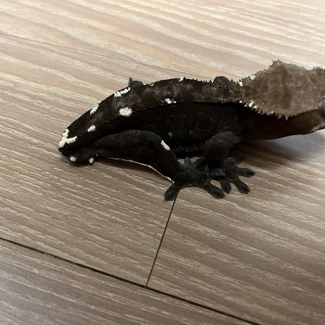 아잔틱