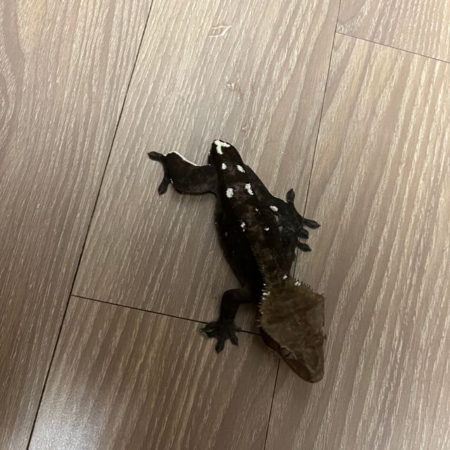 아잔틱
